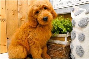 Nani - Goldendoodle for sale