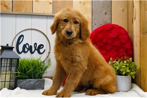 Alexei - Goldendoodle for sale