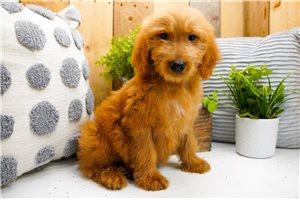 Zena - Goldendoodle for sale