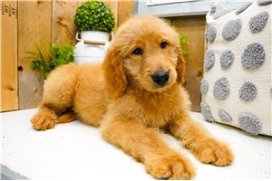 Paul - Goldendoodle for sale