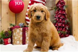 Foster - Goldendoodle for sale