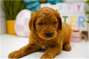 Caleb - puppy for sale