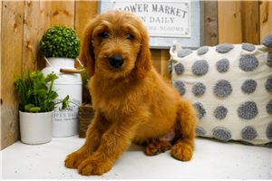 Nate - Goldendoodle for sale