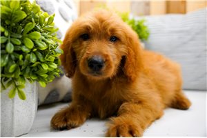 Zara - Goldendoodle for sale
