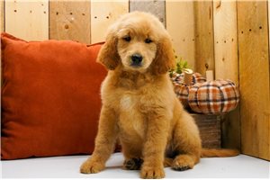 Katie - puppy for sale