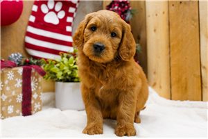 Finley - Goldendoodle for sale