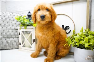 Zelda - Goldendoodle for sale