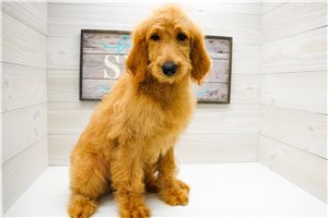 Pandora - Goldendoodle for sale