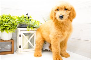 Pandora - Goldendoodle for sale