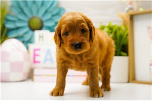 Charlotte - puppy for sale