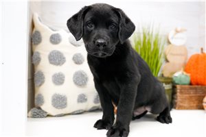 Arthur - Labrador Retriever for sale