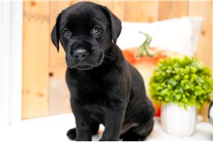 Achilles - Labrador Retriever for sale