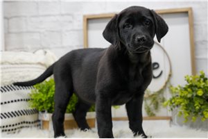 Bali - Labrador Retriever for sale