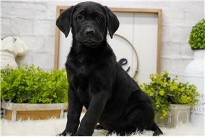 Brendon - Labrador Retriever for sale