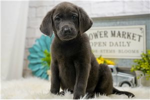Matthew - puppy for sale