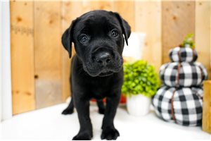 Astro - Labrador Retriever for sale