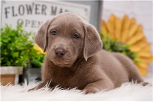 Morgan - puppy for sale