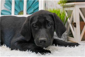 Becky - Labrador Retriever for sale
