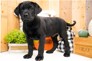 Astro - Labrador Retriever for sale