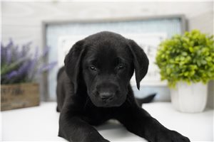 Freya - Labrador Retriever for sale
