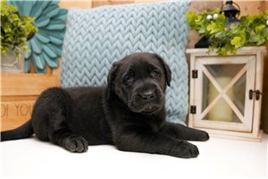 Frodo - Labrador Retriever for sale