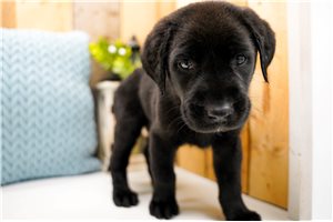 Frodo - Labrador Retriever for sale