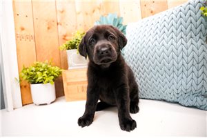 Faith - Labrador Retriever for sale