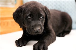 Freya - Labrador Retriever for sale