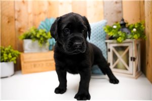 Freddie - puppy for sale