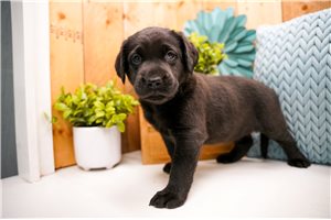 Foster - puppy for sale
