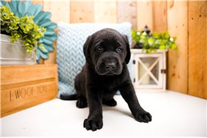 Freya - puppy for sale