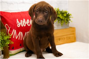 Malachi - puppy for sale