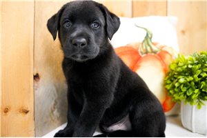Arthur - puppy for sale