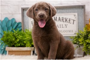 Mary - puppy for sale