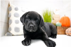 Anya - Labrador Retriever for sale