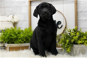 Bree - Labrador Retriever for sale