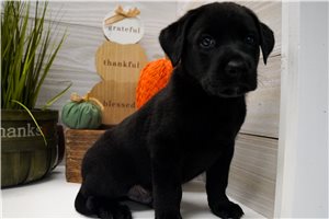 Arthur - Labrador Retriever for sale