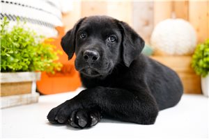 Arthur - Labrador Retriever for sale