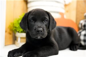 Anya - Labrador Retriever for sale