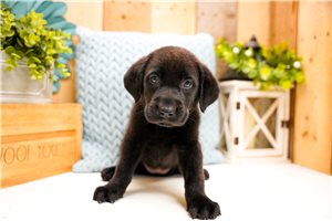 Foster - Labrador Retriever for sale