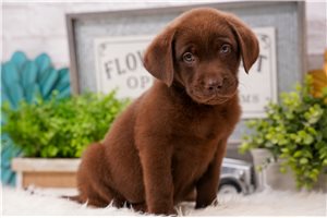 Miles - Labrador Retriever for sale