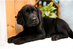 Freddie - Labrador Retriever for sale