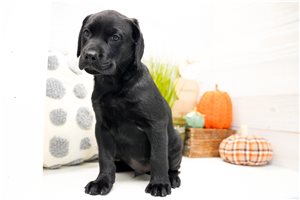 Achilles - Labrador Retriever for sale