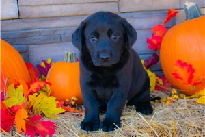 Rosalie - Labrador Retriever for sale