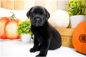 Anya - puppy for sale