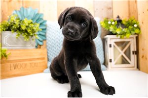 Faith - Labrador Retriever for sale