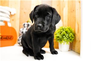 Achilles - Labrador Retriever for sale