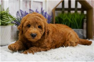 Vincent - puppy for sale