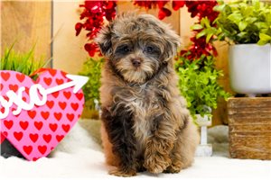 Dervish - Poma-Poo - Pomapoo for sale