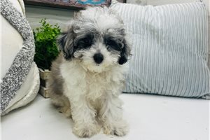 Talbot - Poma-Poo - Pomapoo for sale